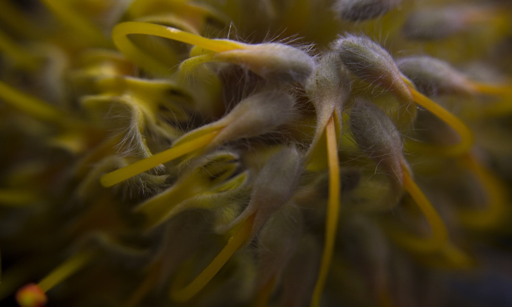 Nature and Macro 4