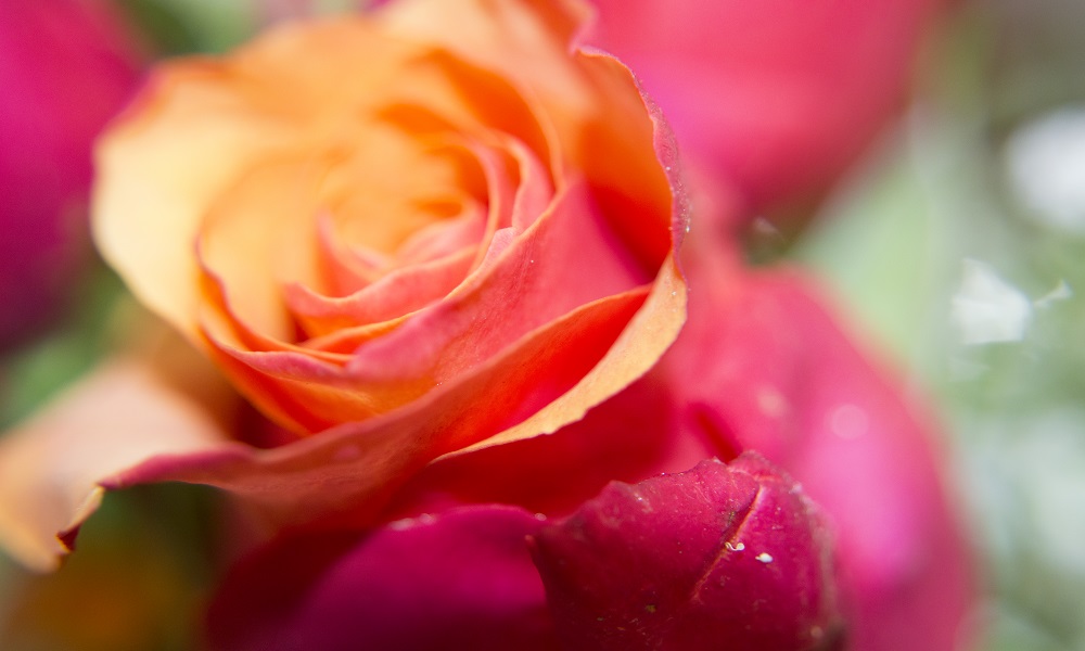 PortfolioPicsNatureAndMacro