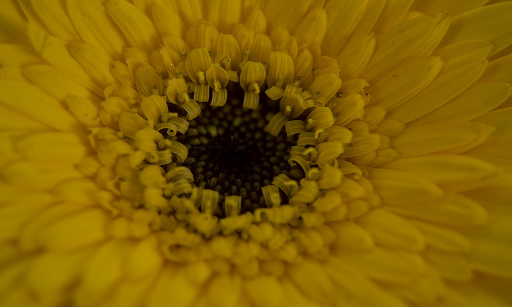 Nature and Macro 3