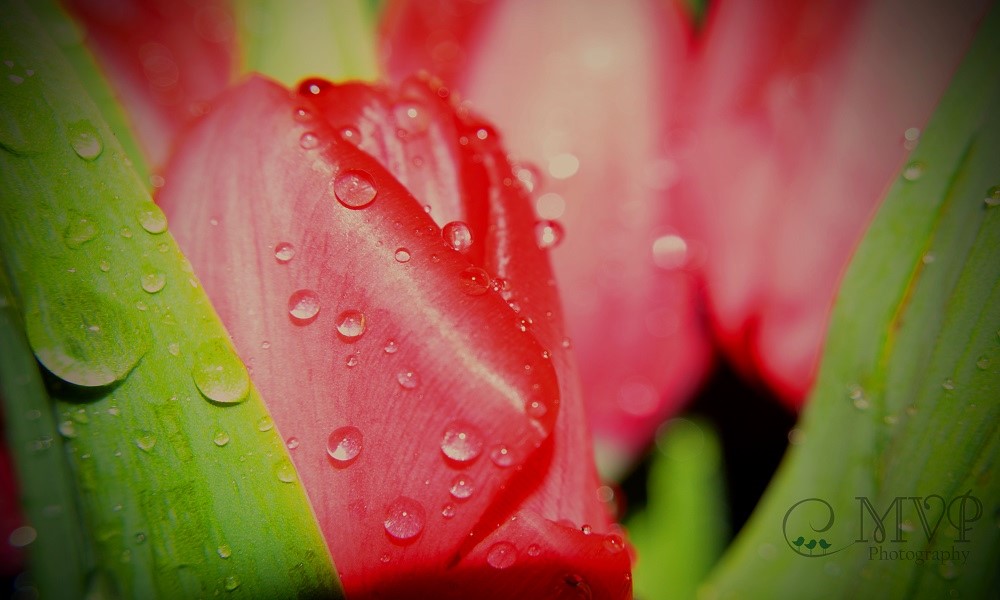 Nature and Macro 8