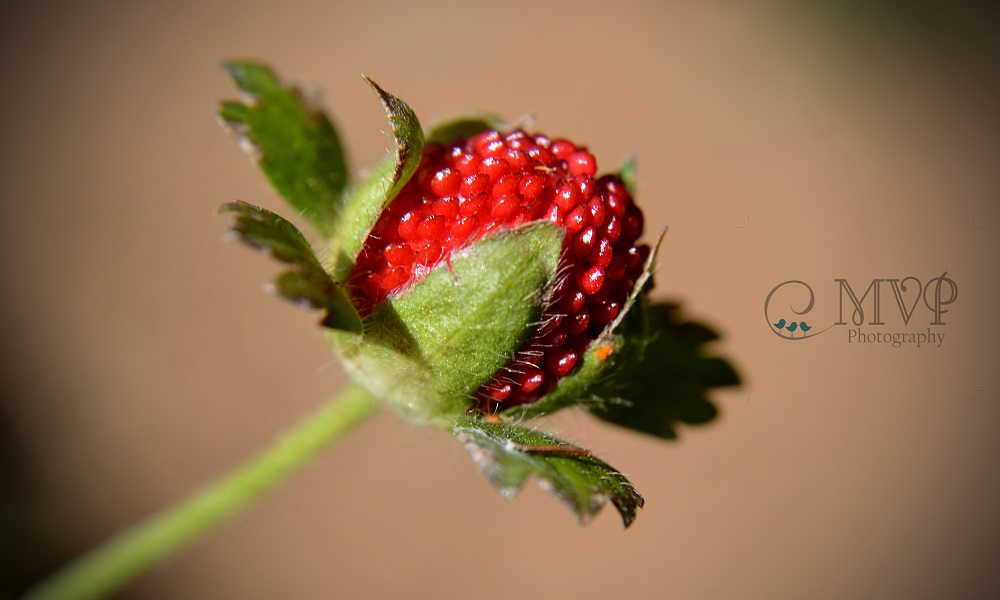 Nature and Macro 7