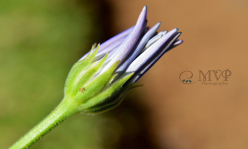 Nature and Macro 6